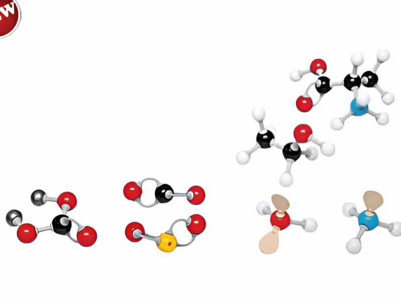 Molecular Model Set-Inorganic Organic Set-Student-Polylab
