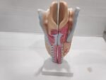 Human Larynx Model