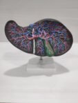 Human Liver Model