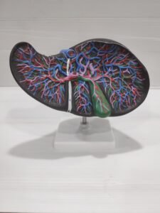 Human Liver Model