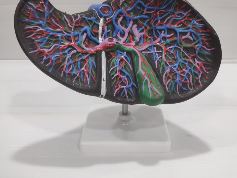 Human Liver Model