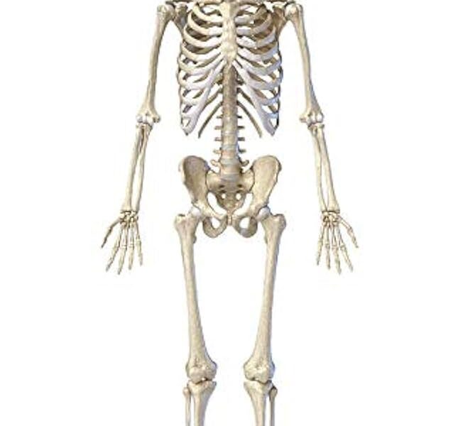 Human Skeleton Model