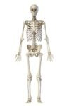 Human Skeleton Model