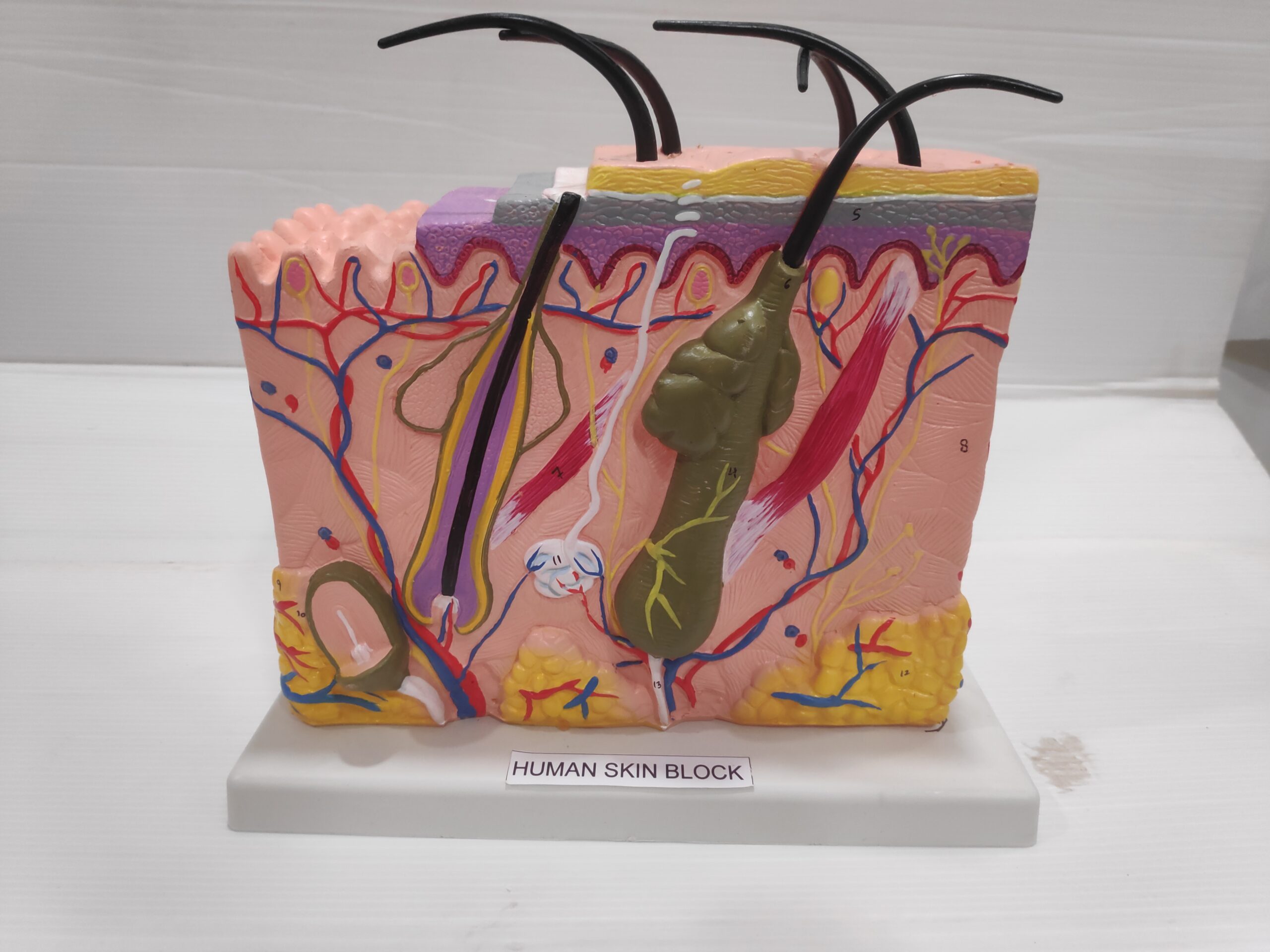 Human Skin Model