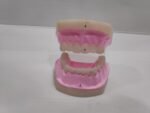 Human Teeth Model