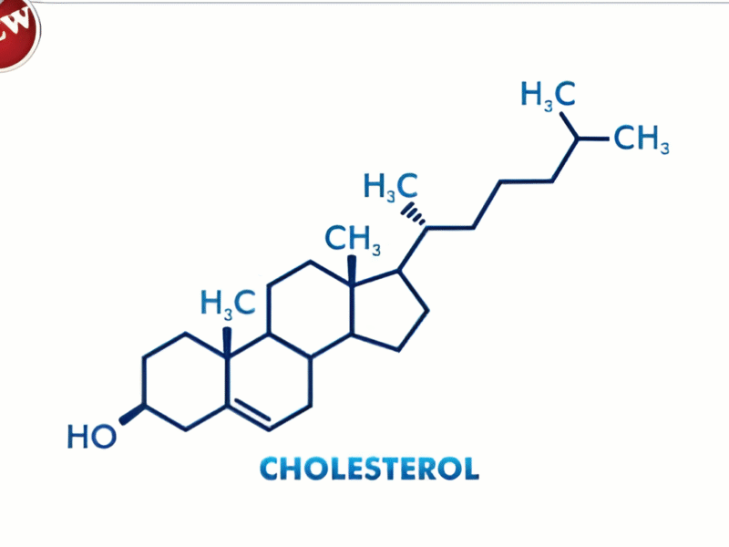 Molecular Model Set – Cholesterol (C27H46O)-Polylab