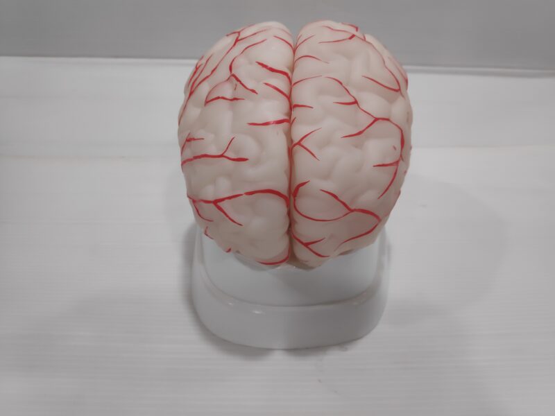 Human Brain Model
