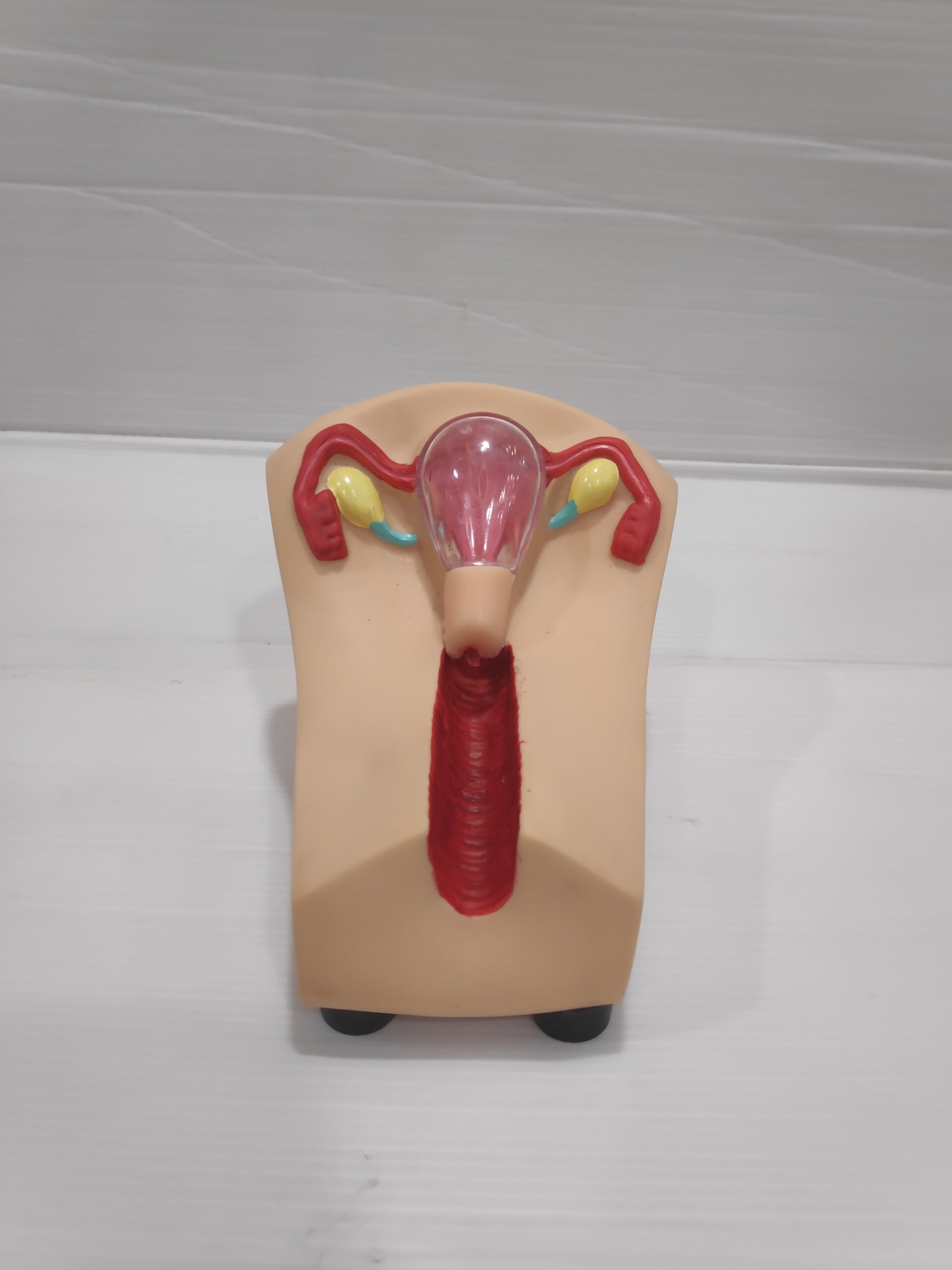 Human IUD Model