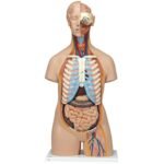 Human Torso Model