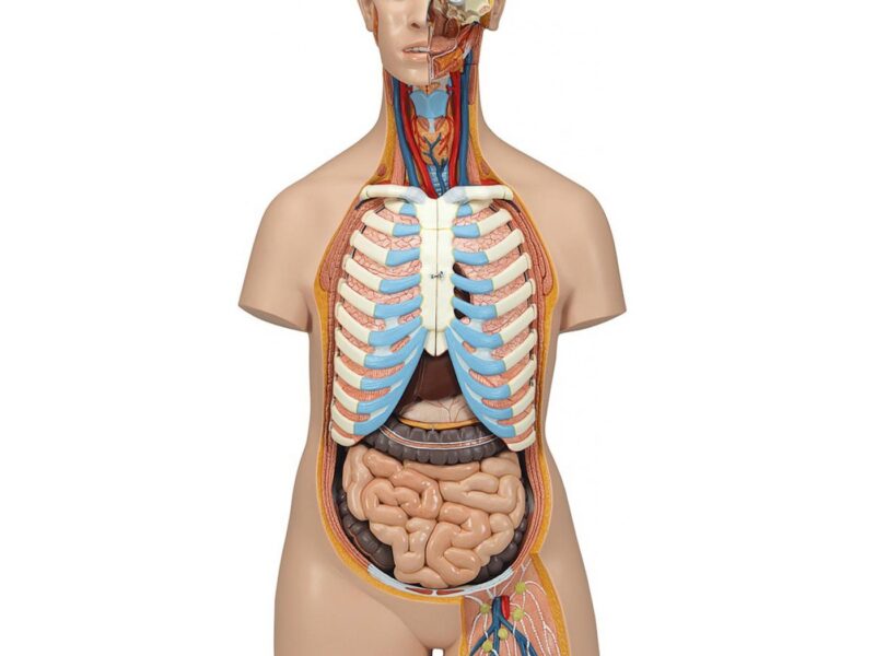 Human Torso Model
