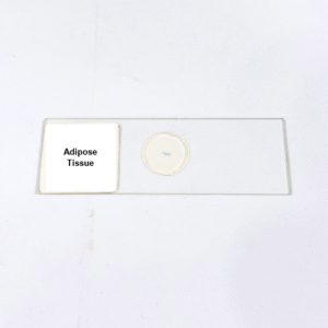 Adipose Tissue