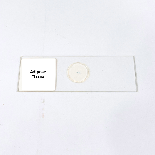Adipose Tissue