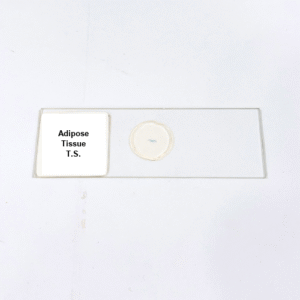 Adipose Tissue T.S.