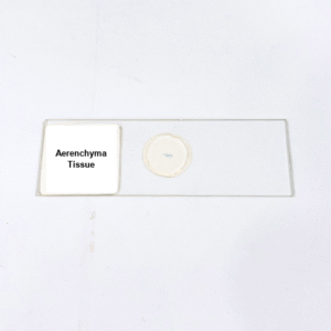 Aerenchyma Tissue