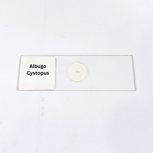 Albugo Cystopus