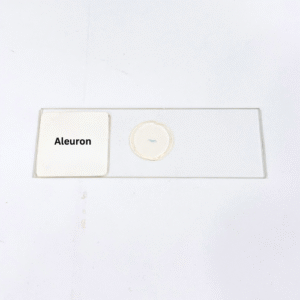Aleuron
