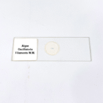 Algae Oscillatoria Filaments W.M.