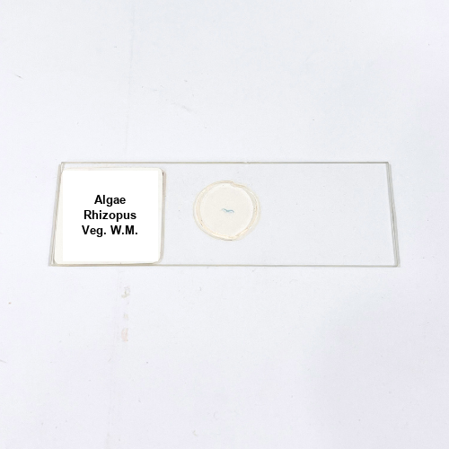 Algae Rhizopus Veg. W.M.