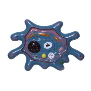 Amoeba