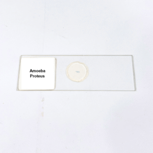 Amoeba Proteus