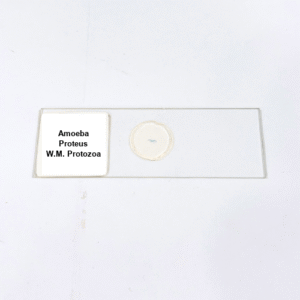 Amoeba Proteus W.M. Protozoa