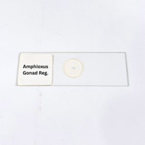 Amphioxus Gonad Reg.