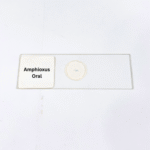 Amphioxus Oral