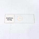 Amphioxus Tail Reg.