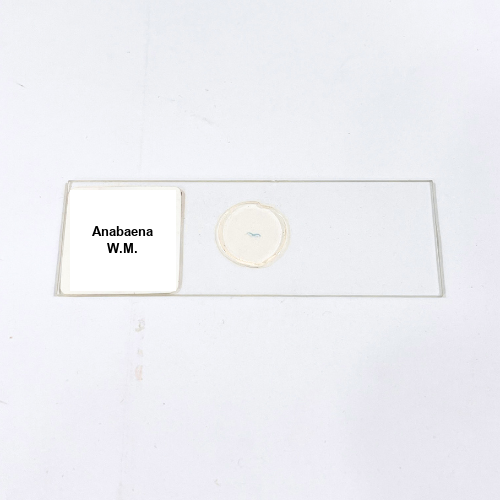 Anabaena W.M.