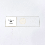 Anabaena W.M. Algae
