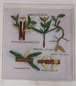 Analogous