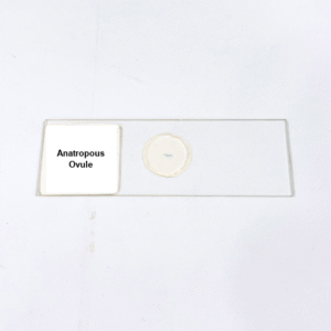 Anatropous Ovule