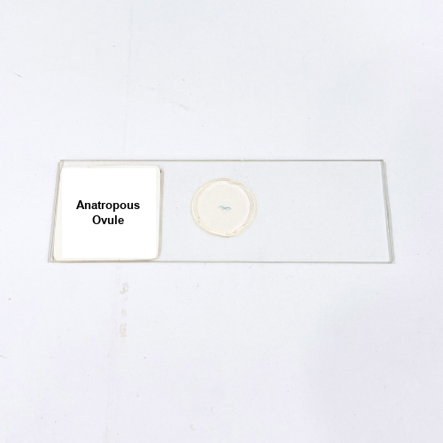 Anatropous Ovule