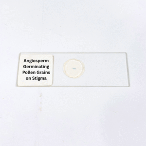 Angiosperm Germinating Pollen Grains on Stigma