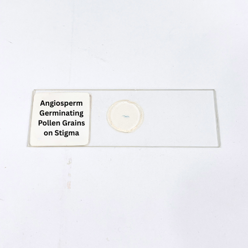 Angiosperm Germinating Pollen Grains on Stigma