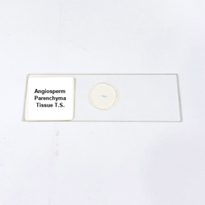 Angiosperm Parenchyma Tissue T.S.
