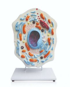 Animal Cell