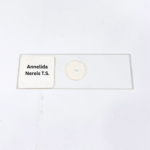 Annelida Nereis T.S.