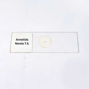 Annelida Nereis T.S.