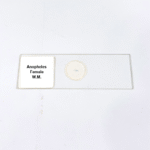 Anopheles Female W.M.