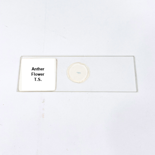 Anther Flower T.S.