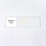 Anthoceros Thallus T.S.