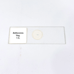 Anthoceros Veg. T.S.