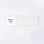 Anthosorus Thaull's (T.S.)