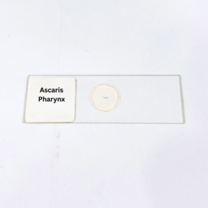Ascaris Pharynx