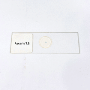 Ascaris T.S.