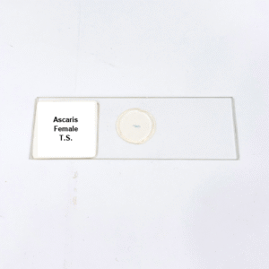 Ascaris Female T.S.