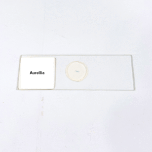 Aurellia