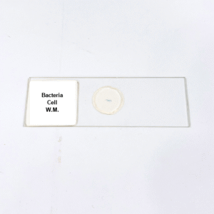 Bacteria Cell W.M.