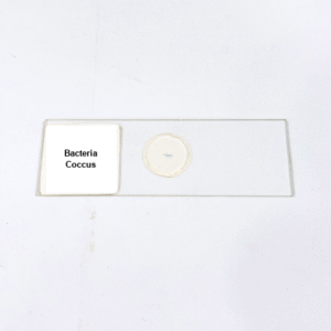 Bacteria Coccus